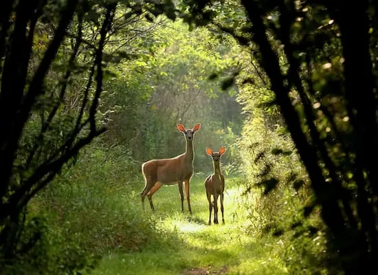 A deer and her fawn on a grassy trail.