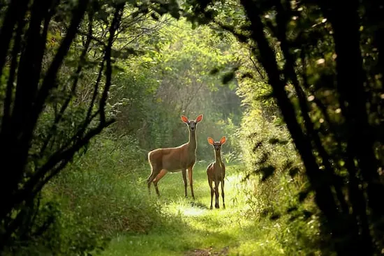 A deer and her fawn on a grassy trail.